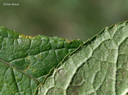 Image of Michigan holly