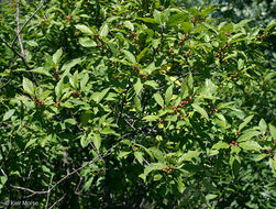 Ilex verticillata (L.) A. Gray resmi