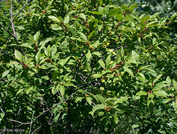 صورة Ilex verticillata (L.) A. Gray