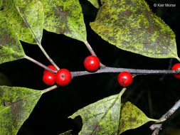 Ilex verticillata (L.) A. Gray resmi