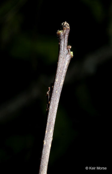 Ilex verticillata (L.) A. Gray resmi