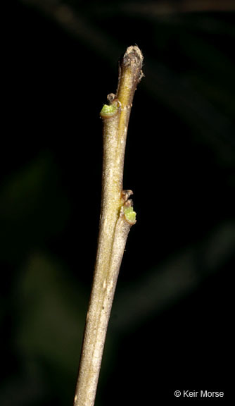 Ilex verticillata (L.) A. Gray resmi