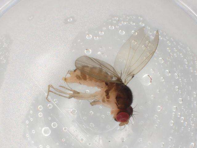 Image of Mycodrosophila