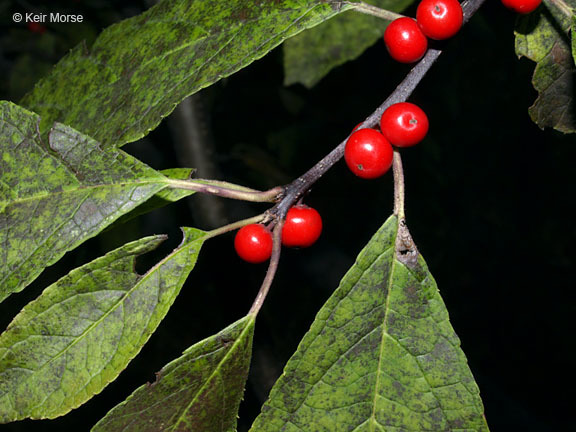 Ilex verticillata (L.) A. Gray resmi