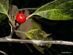 صورة Ilex verticillata (L.) A. Gray