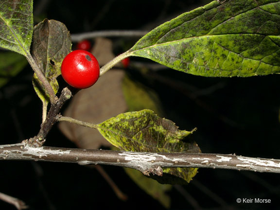 Ilex verticillata (L.) A. Gray resmi