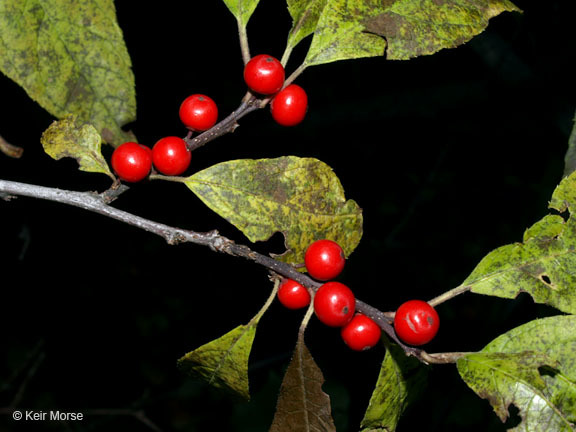 Imagem de Ilex verticillata (L.) A. Gray