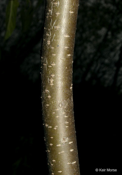 Ilex verticillata (L.) A. Gray resmi