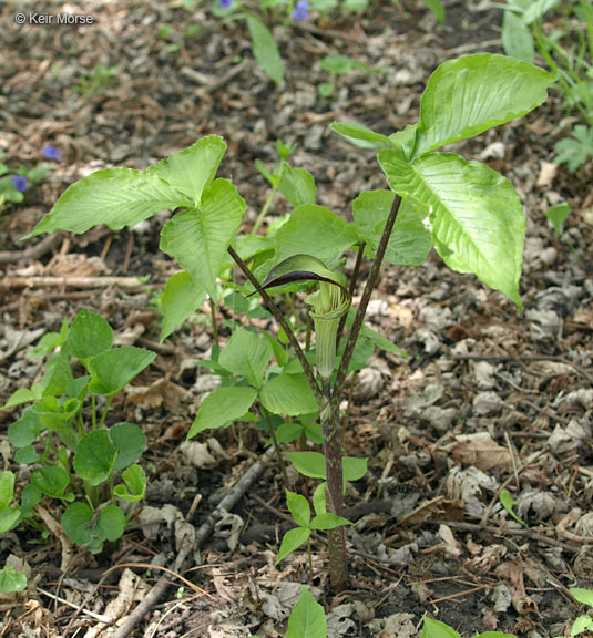 Слика од Arisaema triphyllum (L.) Schott