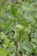 Слика од Arisaema triphyllum (L.) Schott