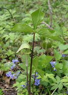 Слика од Arisaema triphyllum (L.) Schott