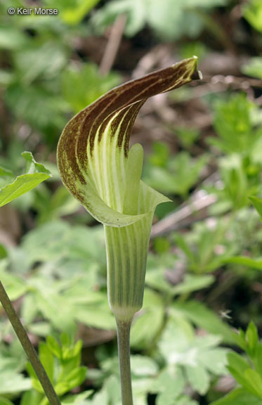 Слика од Arisaema triphyllum (L.) Schott