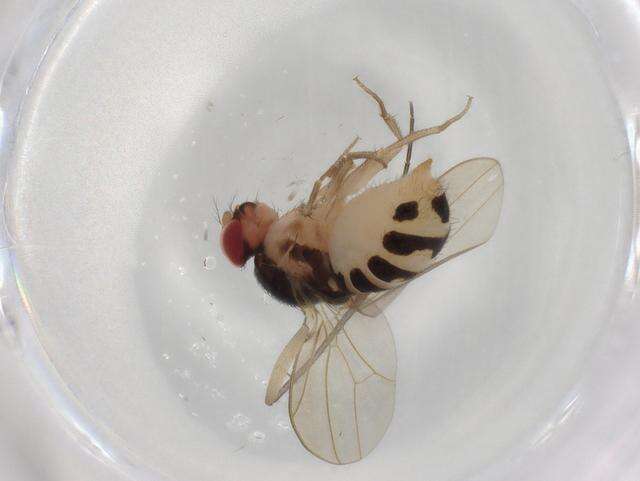 Image of Mycodrosophila