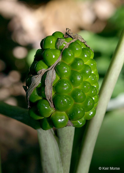 Слика од Arisaema triphyllum (L.) Schott