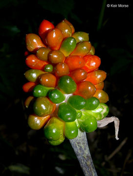 Image of Jack in the pulpit