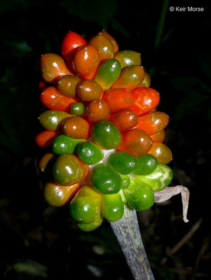 Слика од Arisaema triphyllum (L.) Schott