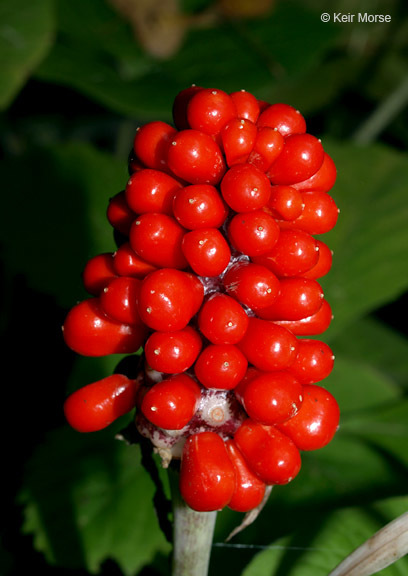 Слика од Arisaema triphyllum (L.) Schott