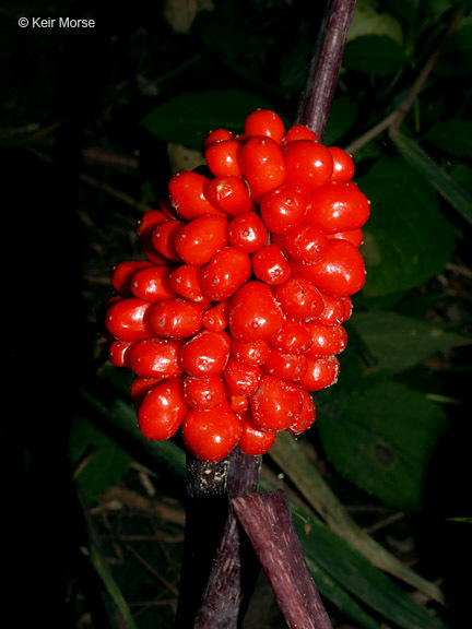 Слика од Arisaema triphyllum (L.) Schott