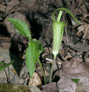 Слика од Arisaema triphyllum (L.) Schott