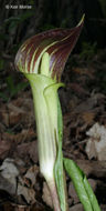 Слика од Arisaema triphyllum (L.) Schott