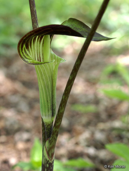 Слика од Arisaema triphyllum (L.) Schott