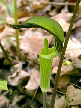 Слика од Arisaema triphyllum (L.) Schott