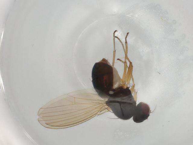 Image of camillid flies