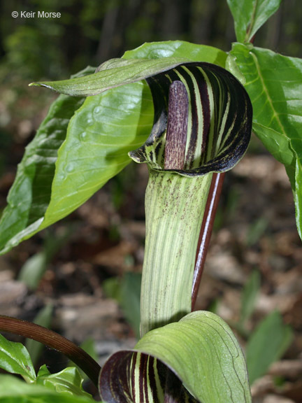 Слика од Arisaema triphyllum (L.) Schott