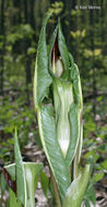 Слика од Arisaema triphyllum (L.) Schott