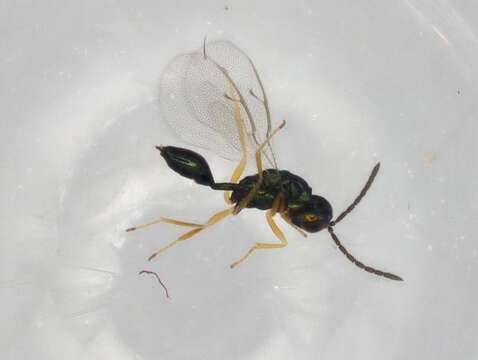 Image of Sphegigastrini