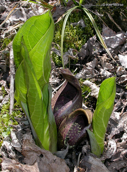 Image of Clumpfoot Cabbage