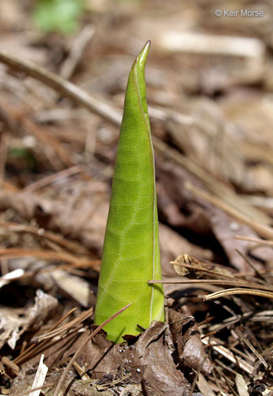 Image of Clumpfoot Cabbage