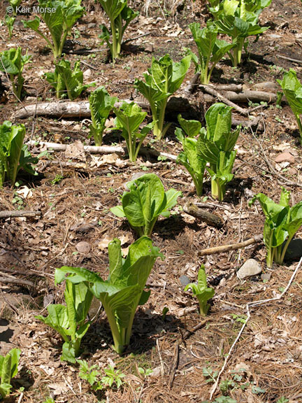 Image of Clumpfoot Cabbage