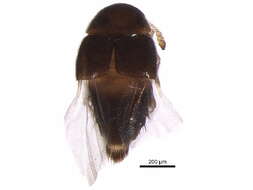 Image of Hypocyphtini