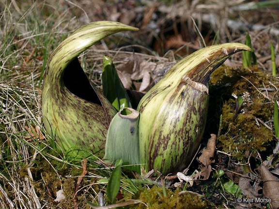 Image of Clumpfoot Cabbage