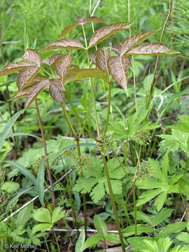 Image of wild sarsaparilla