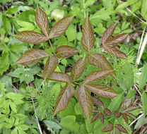 Image of wild sarsaparilla