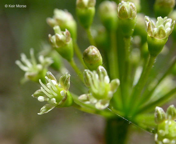 Image of wild sarsaparilla