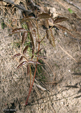 Image of wild sarsaparilla