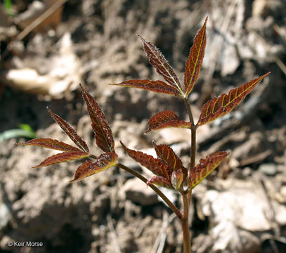 Image of wild sarsaparilla