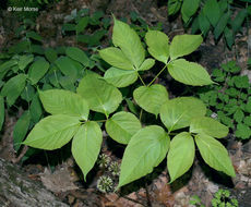 Image of wild sarsaparilla