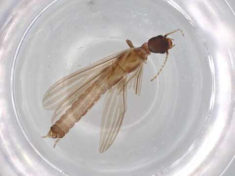 Image of Nocticolidae