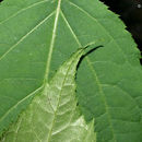 Image of <i>Aralia <i>racemosa</i></i> ssp. racemosa