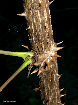 Image of devil's walkingstick