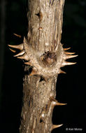 Image of devil's walkingstick