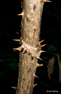 Image of devil's walkingstick