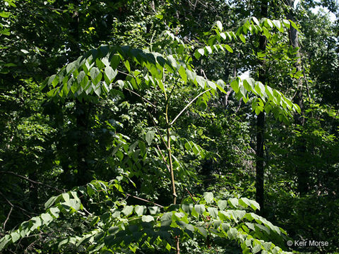 Image of devil's walkingstick