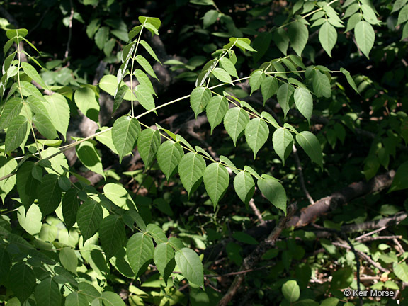 Image of devil's walkingstick