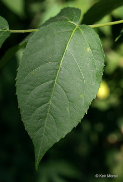 Image of devil's walkingstick