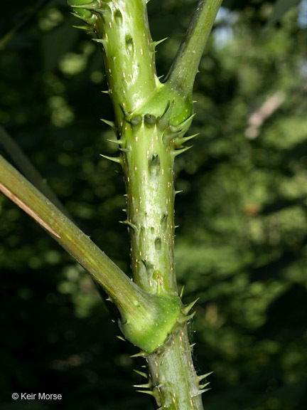 Image of devil's walkingstick